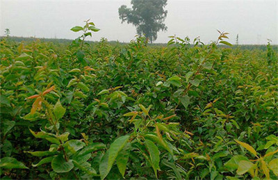 陜西與山西櫻桃種苗批發(fā)指南