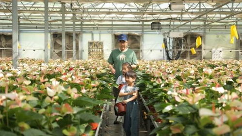 守護(hù)綠水青山，探秘陜西苗木繁育的綠色奇跡