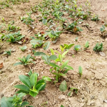 陜西商洛柞水縣蒼術(shù)種苗產(chǎn)業(yè)分析 高性價比與道地產(chǎn)區(qū)的雙重優(yōu)勢