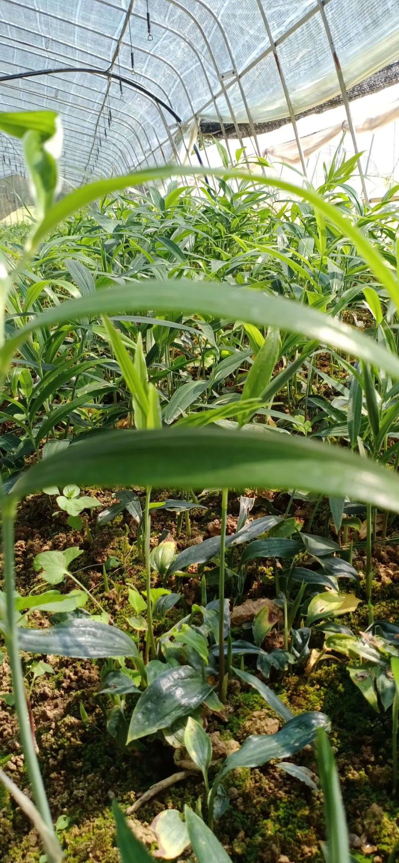 陜西秦嶺黃精種苗產(chǎn)業(yè) 地理優(yōu)勢與種植前景