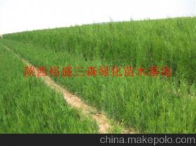 陜西綠化苗木供應(yīng)商、價格行情及主要批發(fā)市場全解析