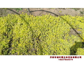 陜西 優(yōu)質(zhì)菊花種苗的可靠選擇與選購指南