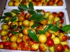 沾化冬棗與短枝冬棗 品種特性、繁殖及陜西種苗發(fā)展分析