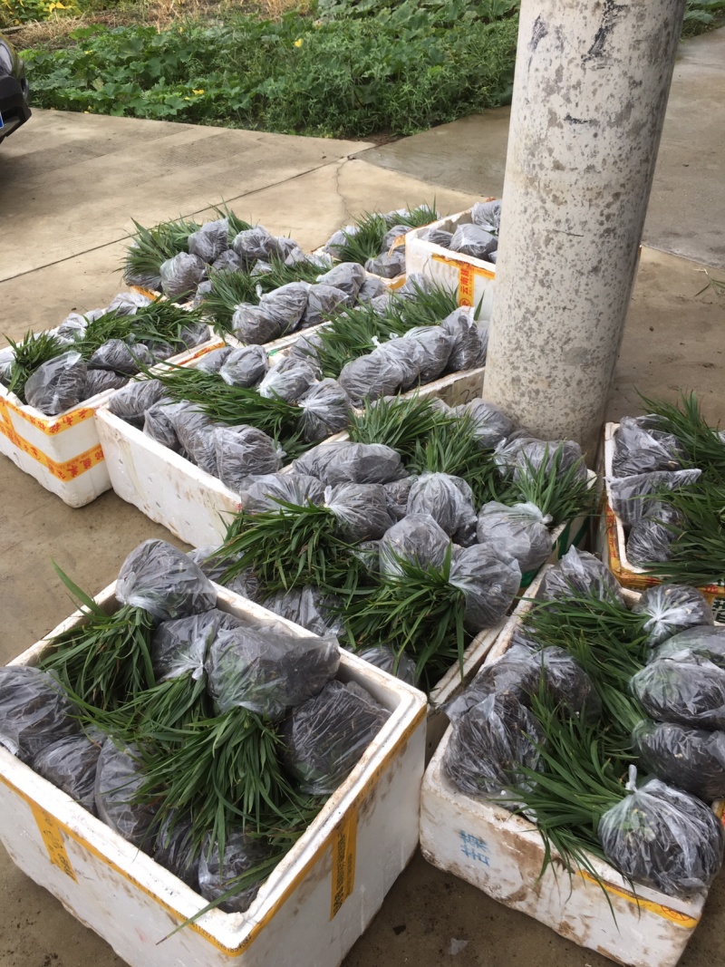 陜西漢中漢臺區(qū)白芨種苗批發(fā)詳情與種植前景分析